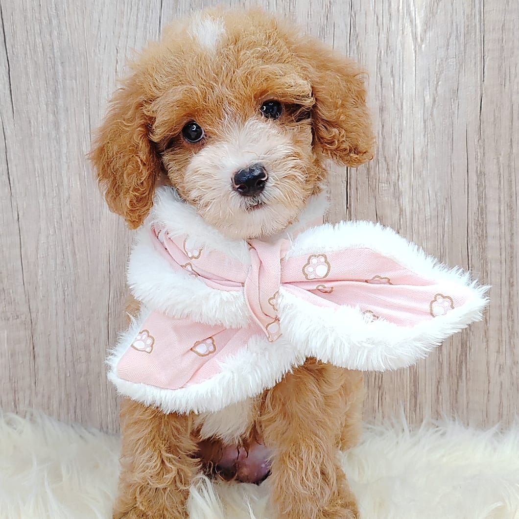 Maltipoo 马尔泰迪