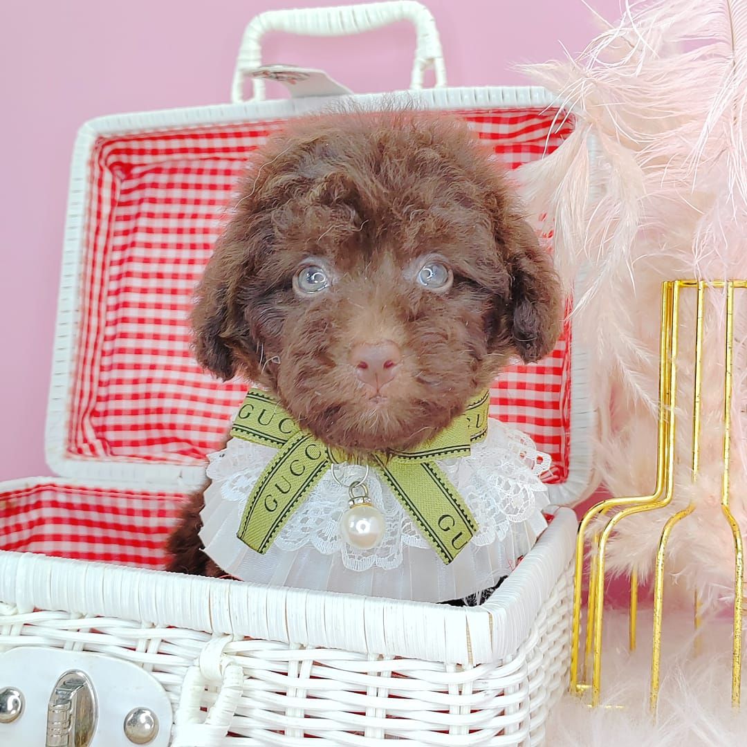 Poodle 娉拌开璐靛