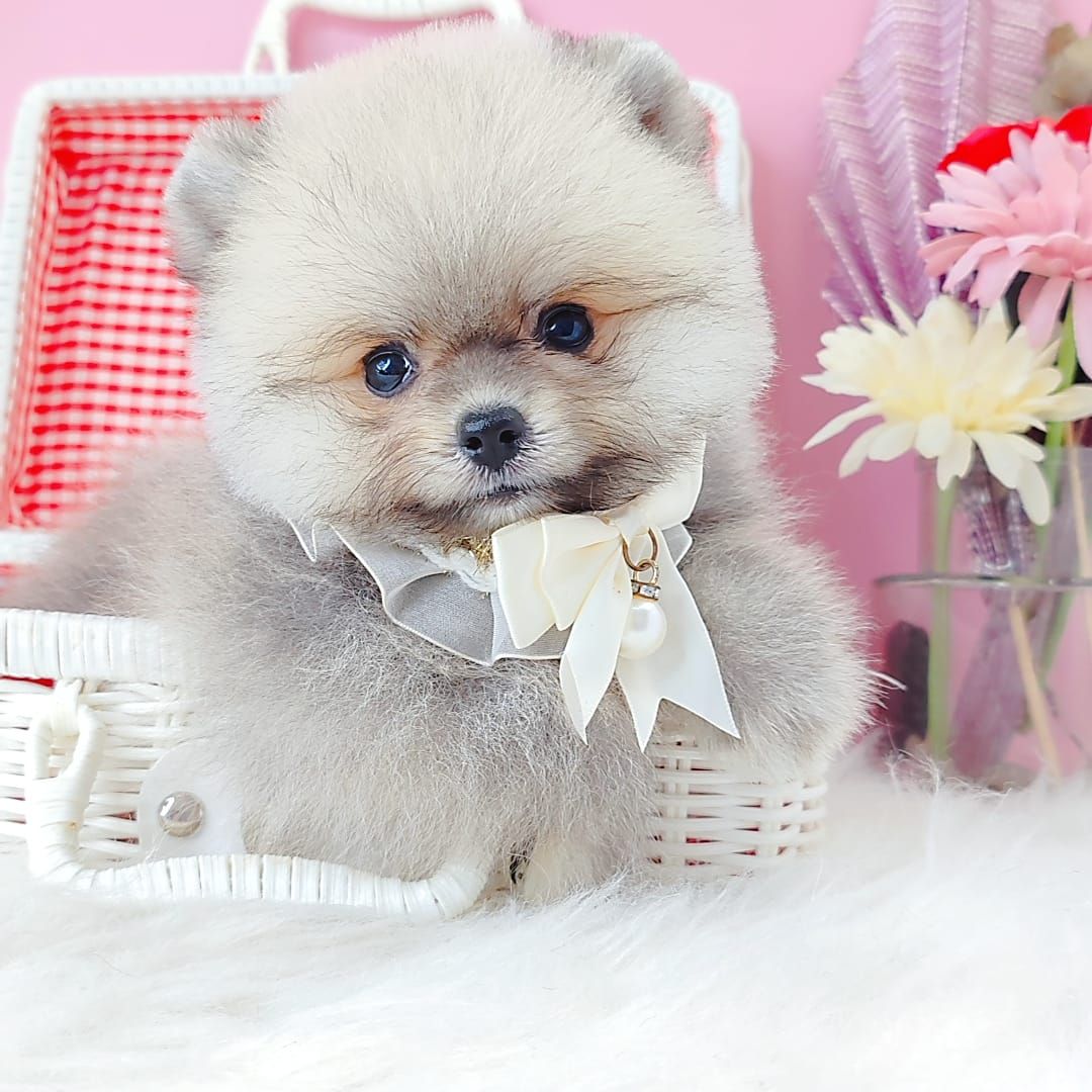 Pomeranian 博美