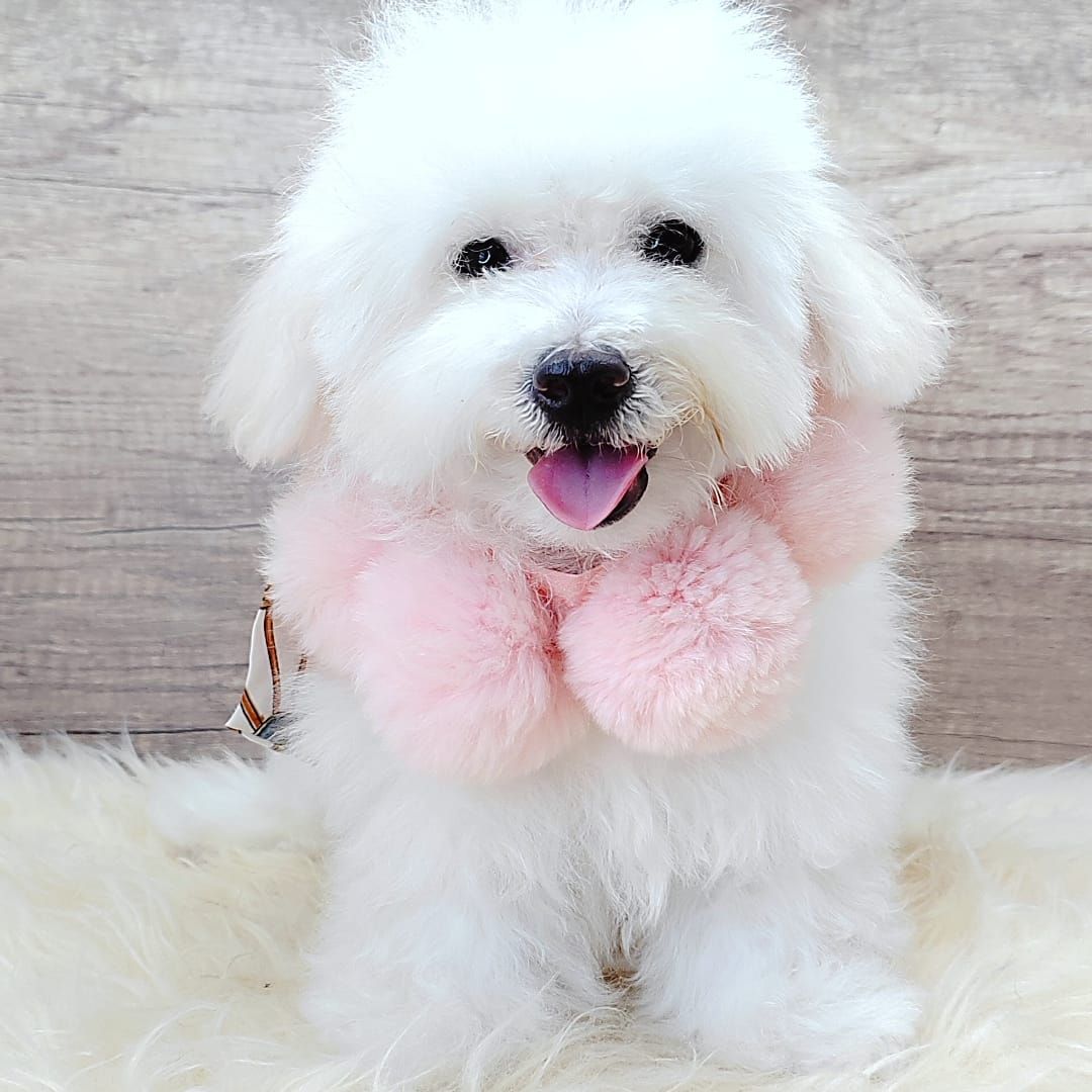 Poodle 娉拌开璐靛
