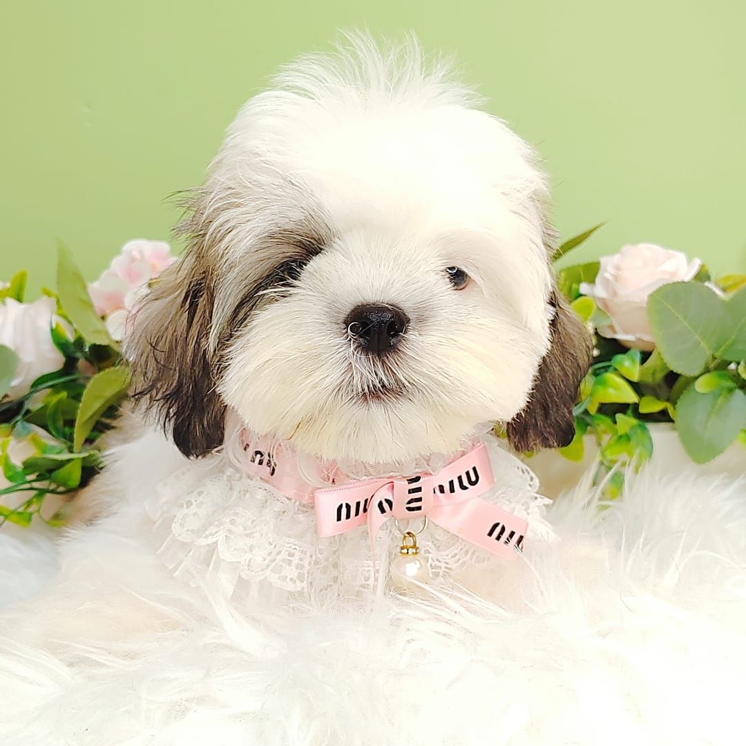 Shih Tzu 西施