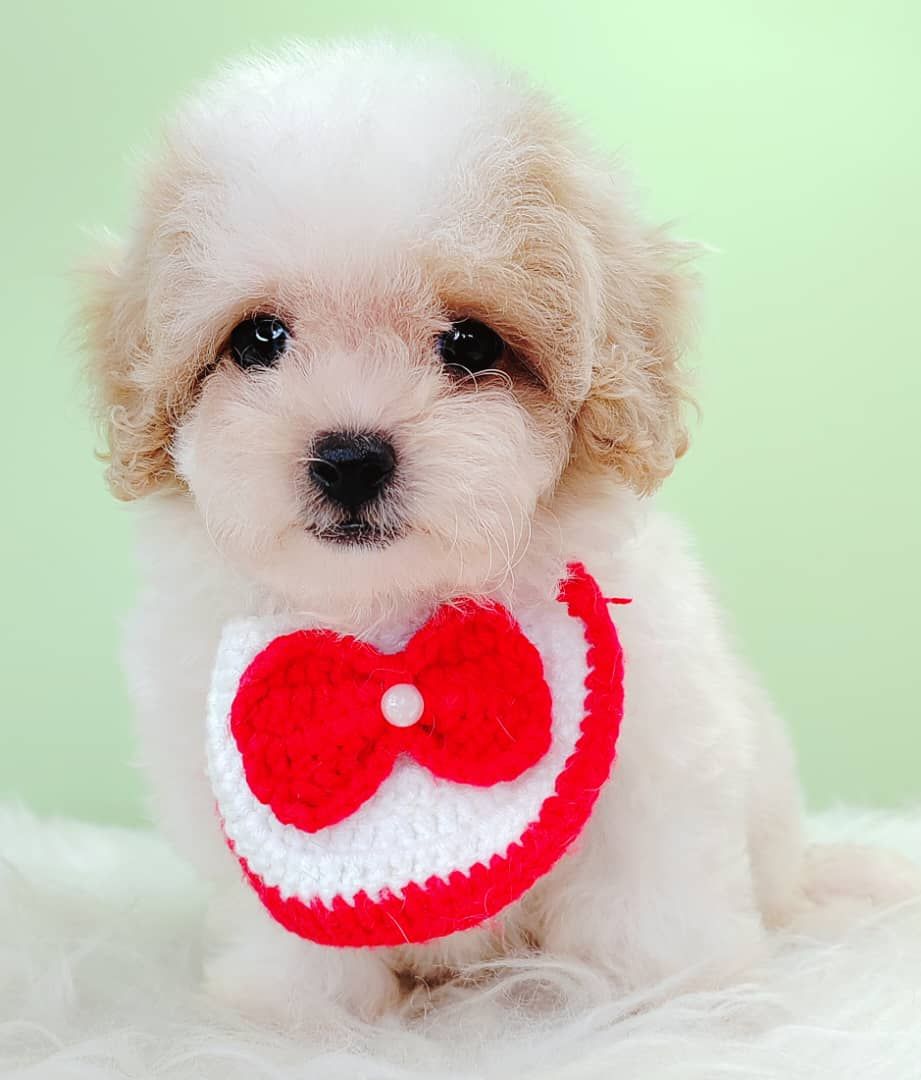 Maltipoo 马尔泰迪
