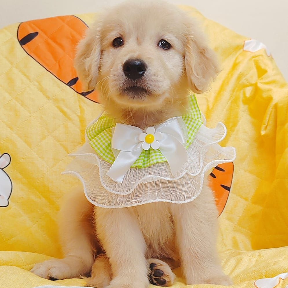 Golden Retriever 黄金猎犬