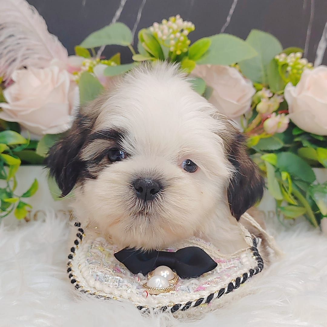  Shih Tzu 西施