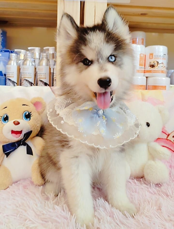 Wooly Husky 哈士奇