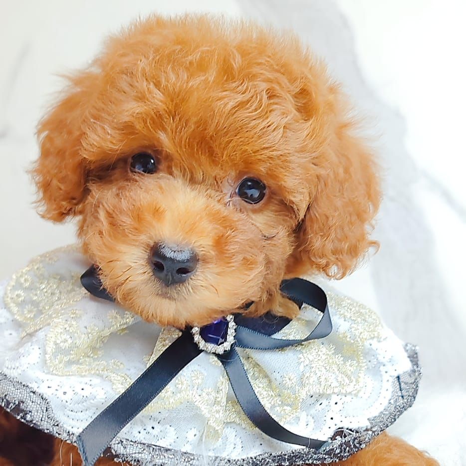 Poodle 娉拌开璐靛