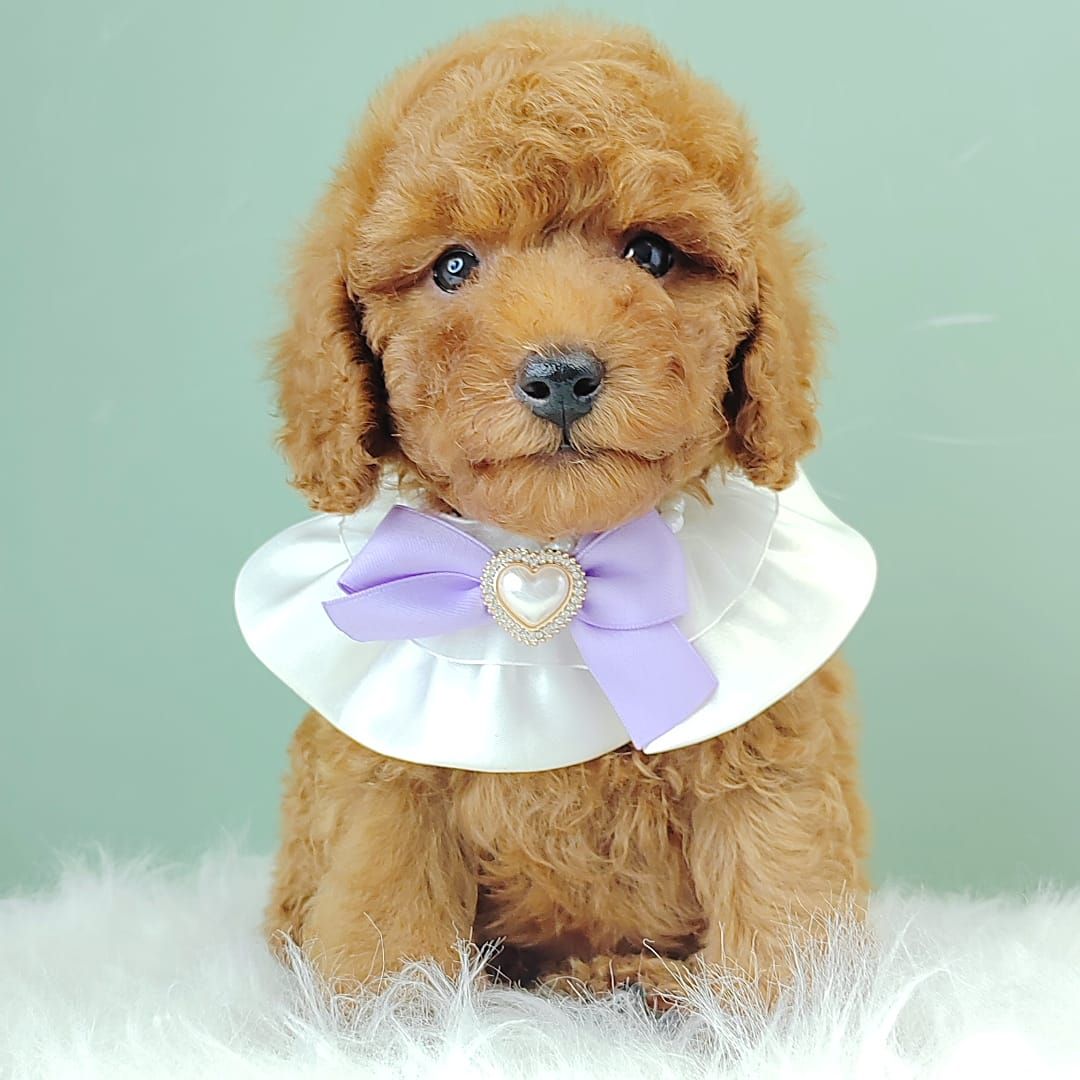 Poodle 娉拌开璐靛