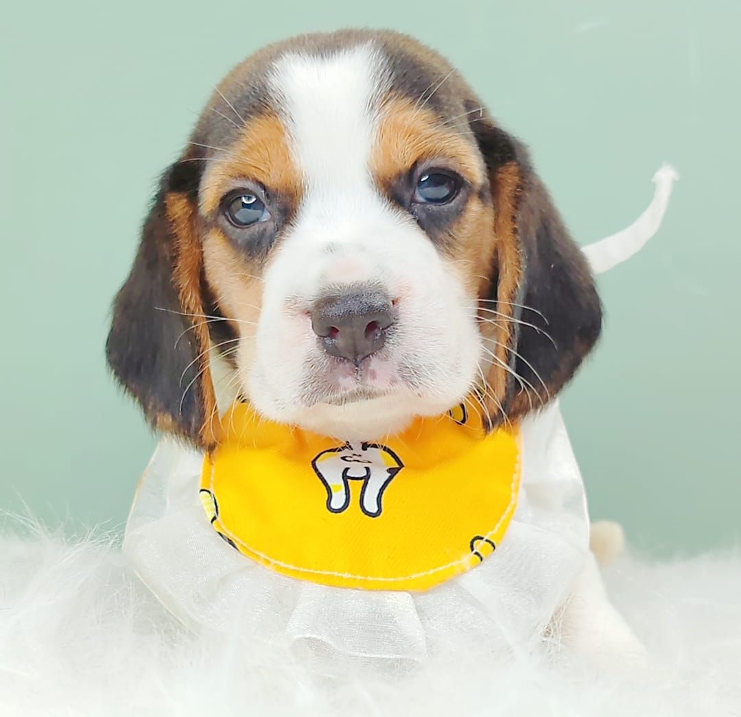 Beagle 米格鲁