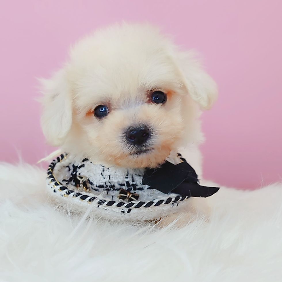 Bichon Frise 比熊