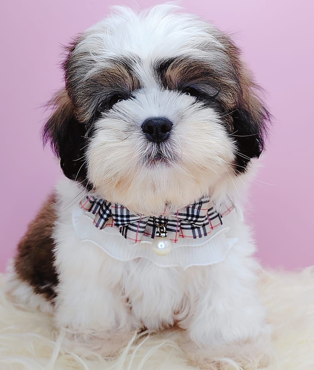  Shih Tzu 西施