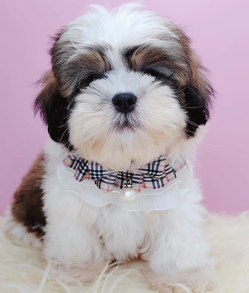  Shih Tzu 西施 - FURGATHER DESTINY PET HOUSE