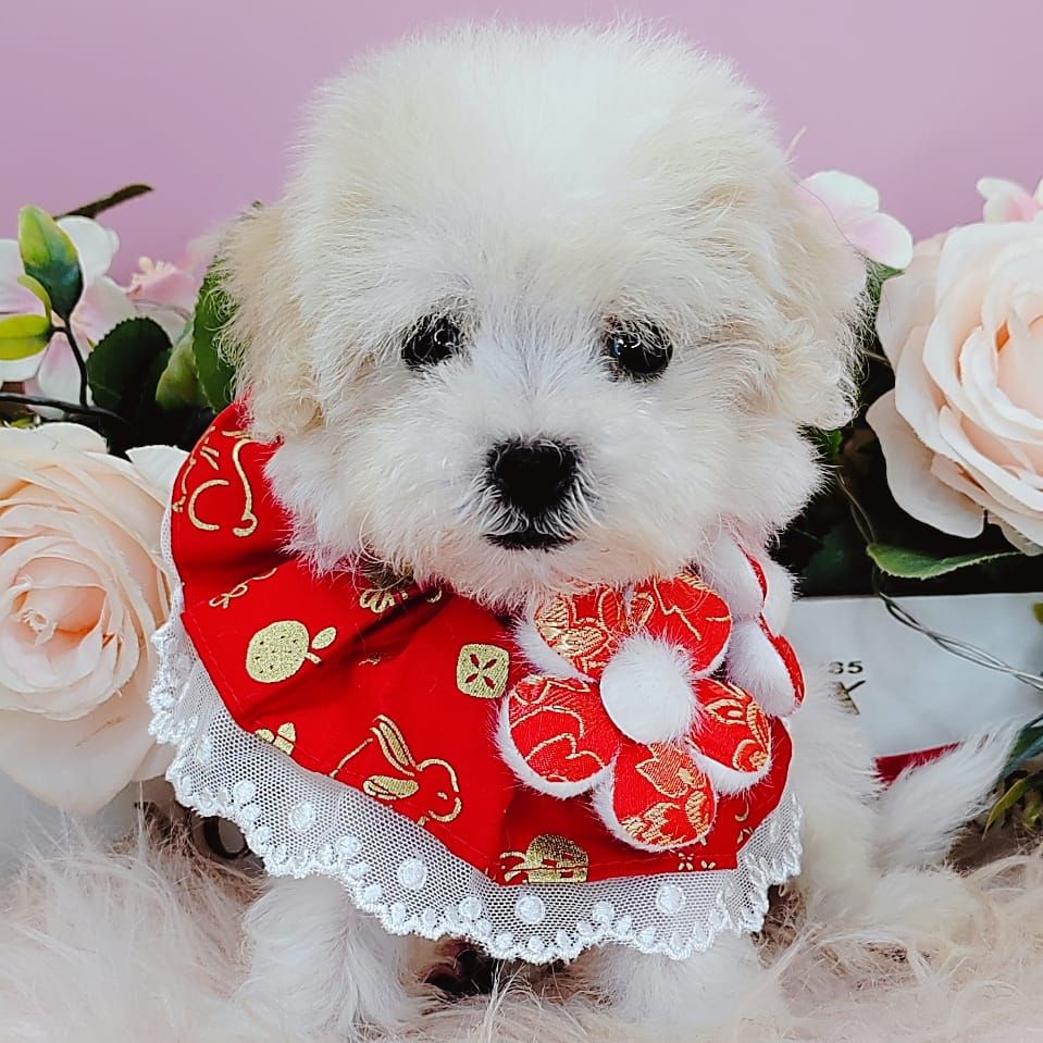 Bichon Frise 比熊