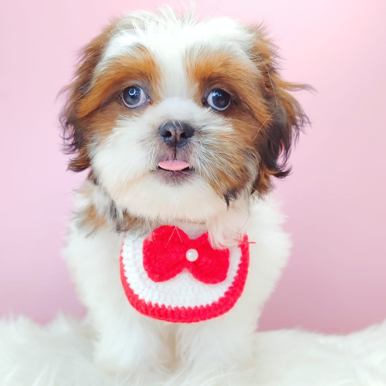Shih Tzu 西施