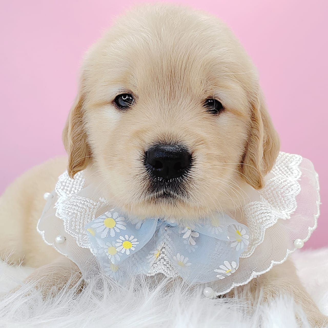 Golden Retriever 黄金猎犬