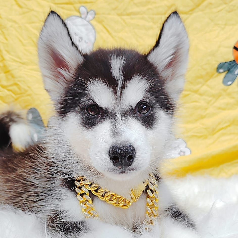 Alaskan Husky 阿拉斯加哈士奇