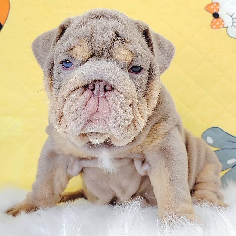 English Bulldog 英斗