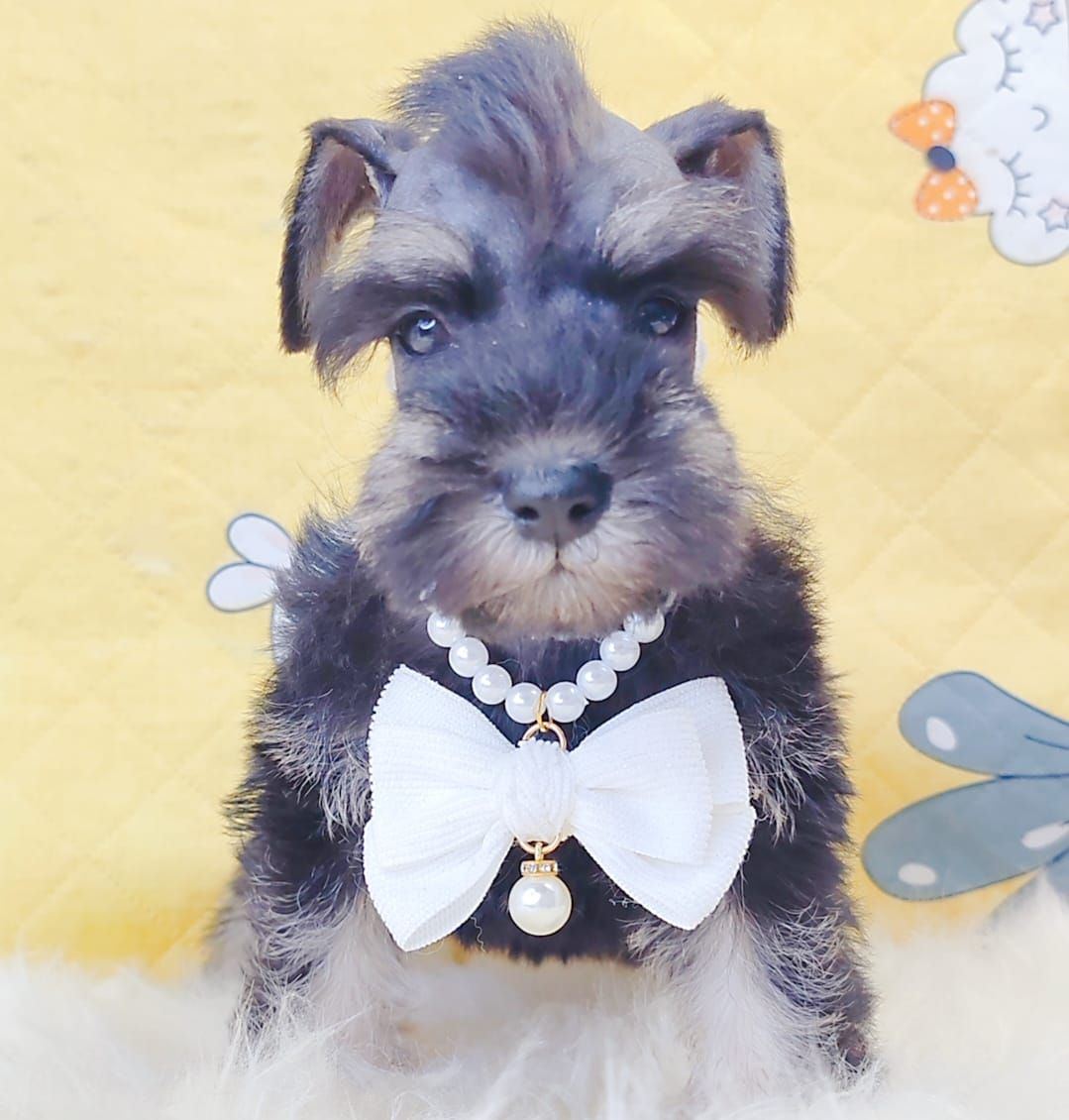 Schnauzer 雪纳瑞
