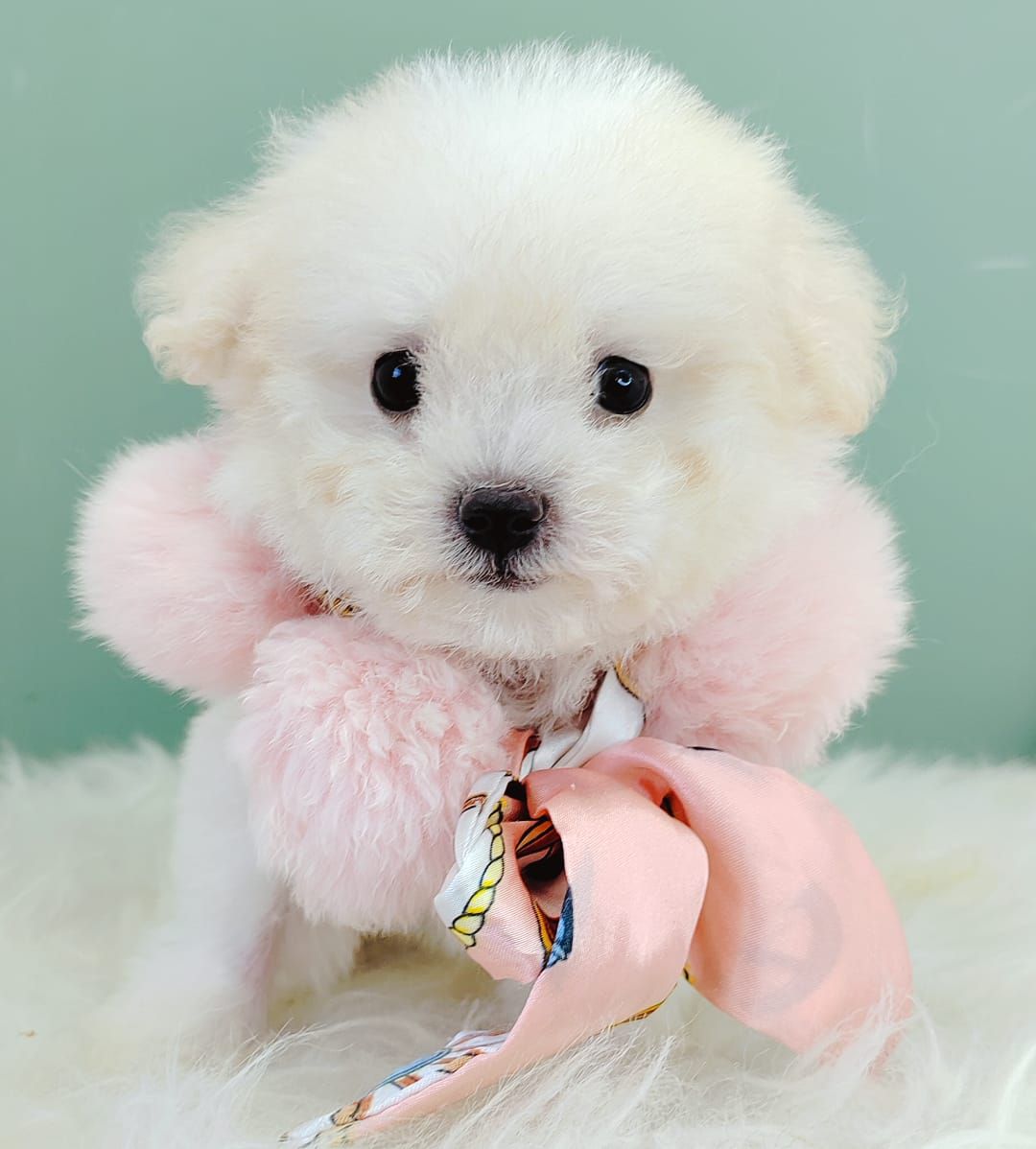 Maltipoo 马尔泰迪