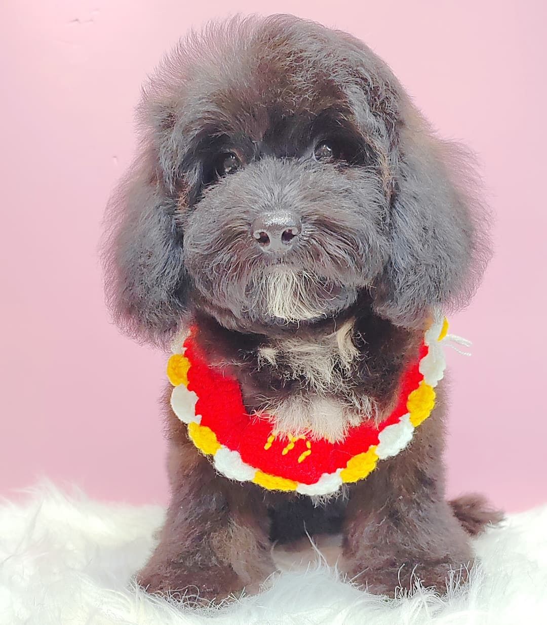 Poodle 璐靛娉拌开