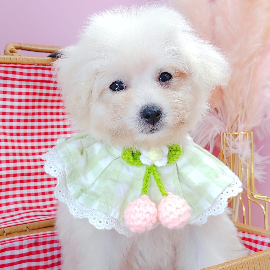 Maltipoo 马尔泰迪