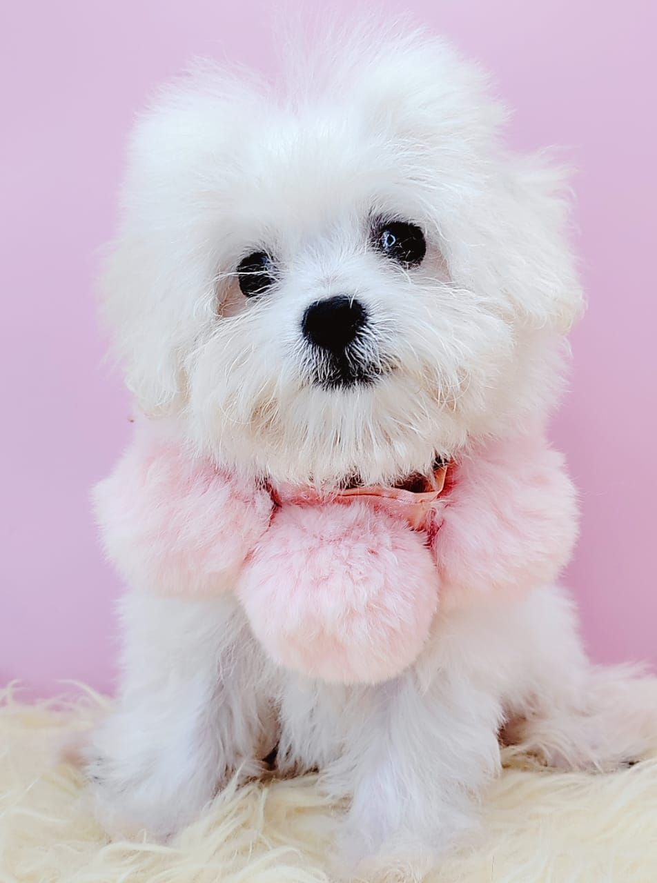  Bichon Frise 比熊