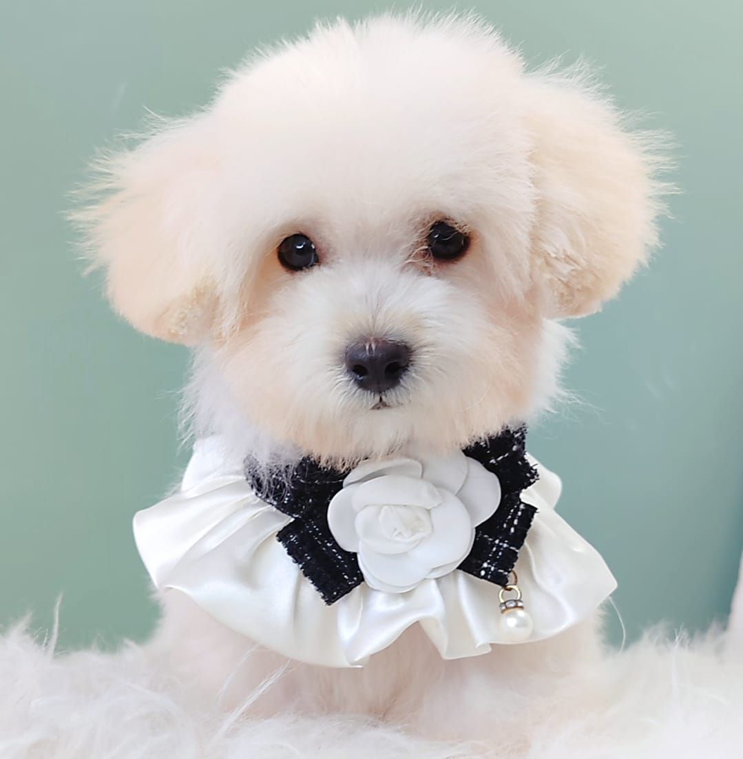 Maltipoo 马尔泰迪