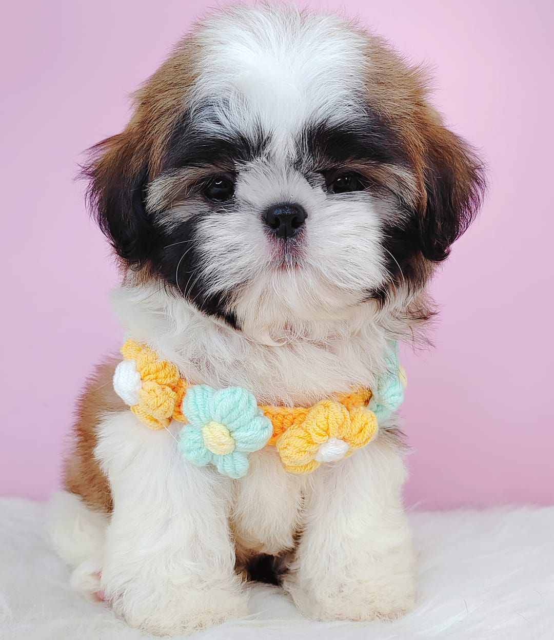Shih Tzu 西斯