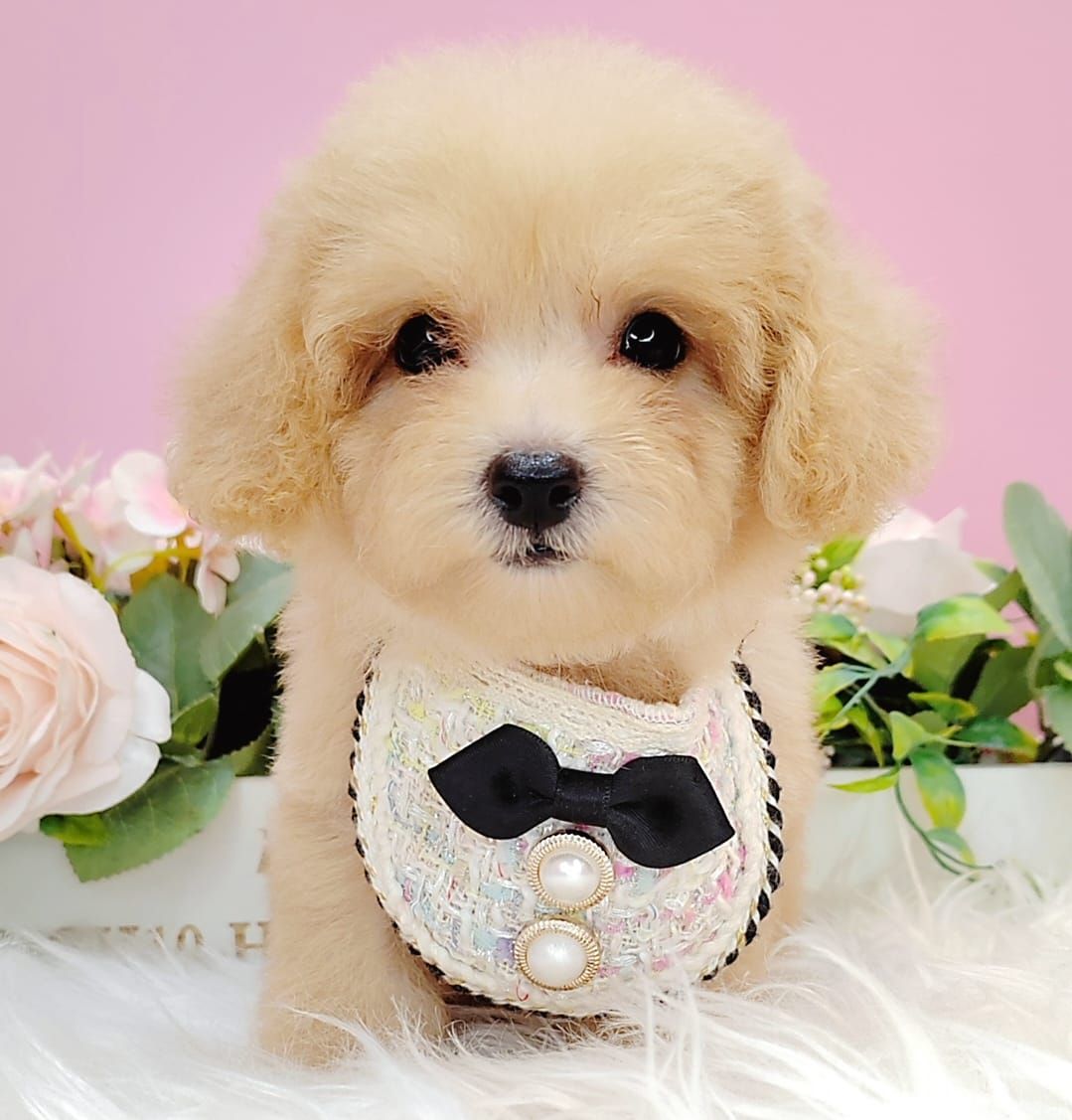 Poodle 娉拌开璐靛