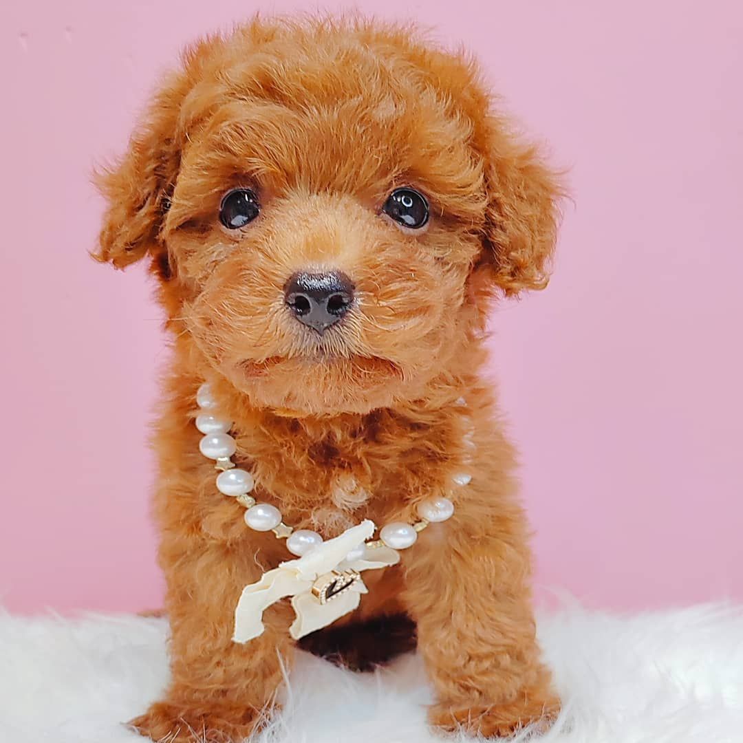 Poodle 璐靛娉拌开