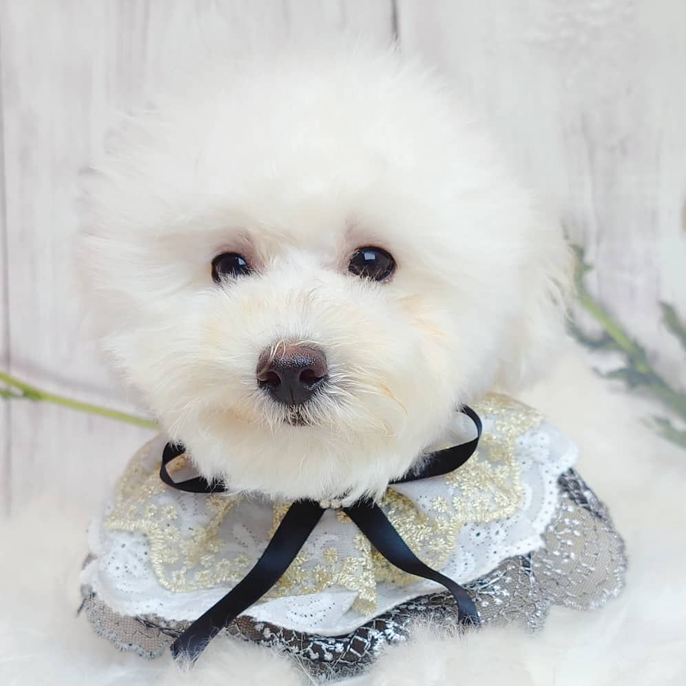 Maltipoo 马尔泰迪