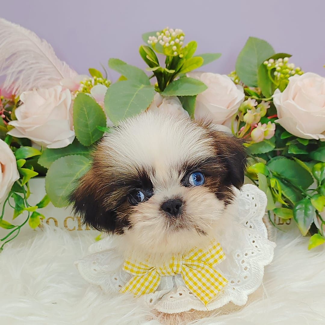  Shih Tzu 西施