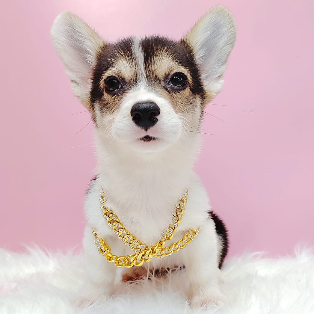 Corgi 柯基
