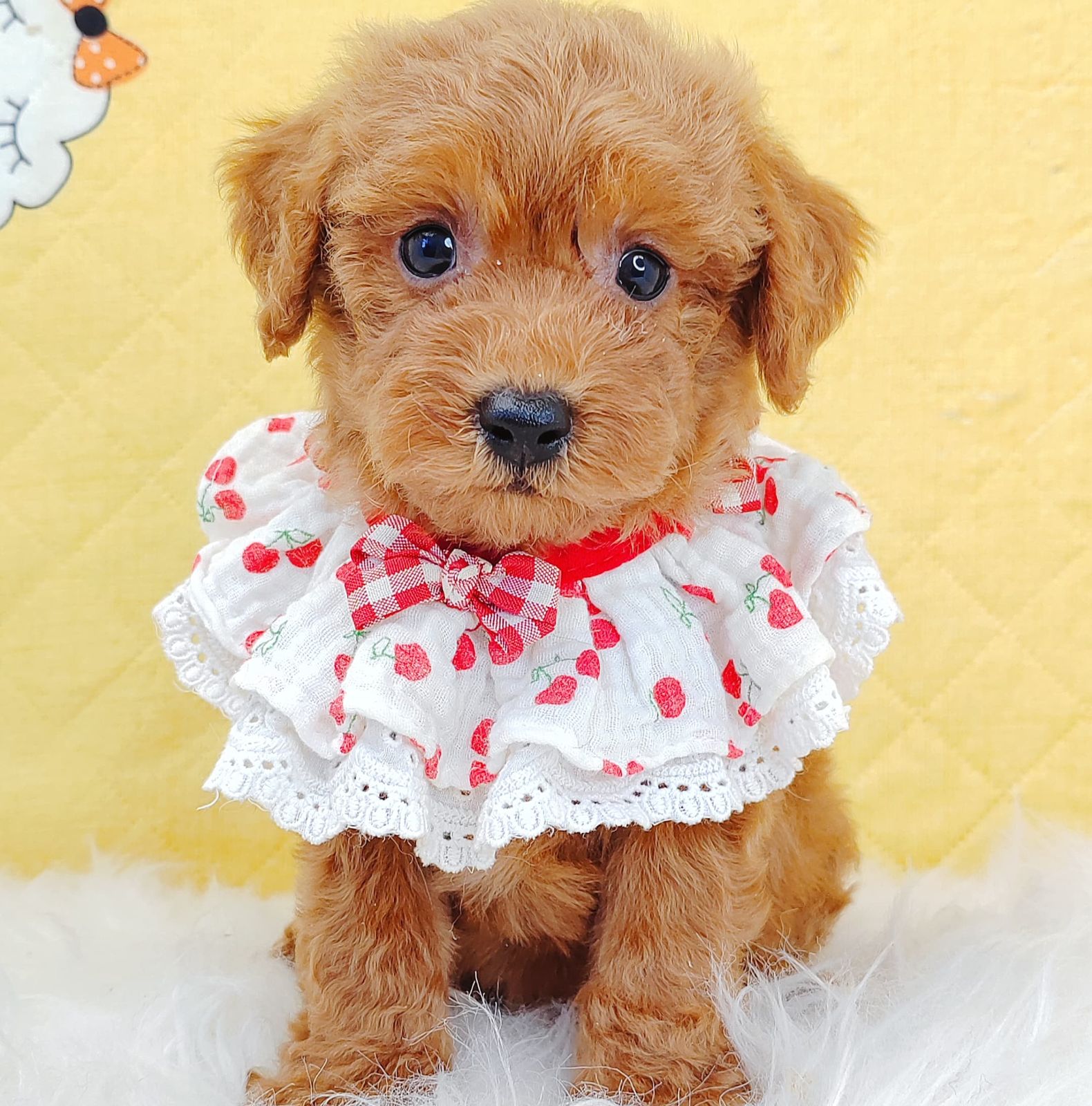 Poodle 璐靛娉拌开