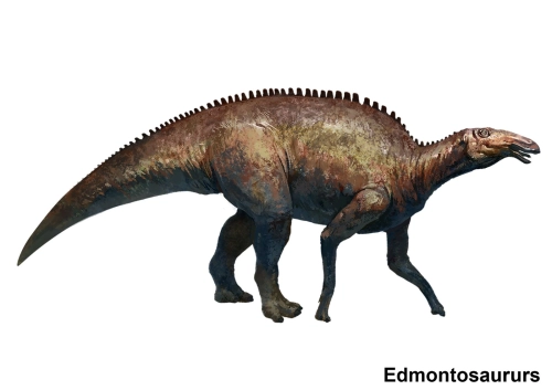 Edmontosaururs