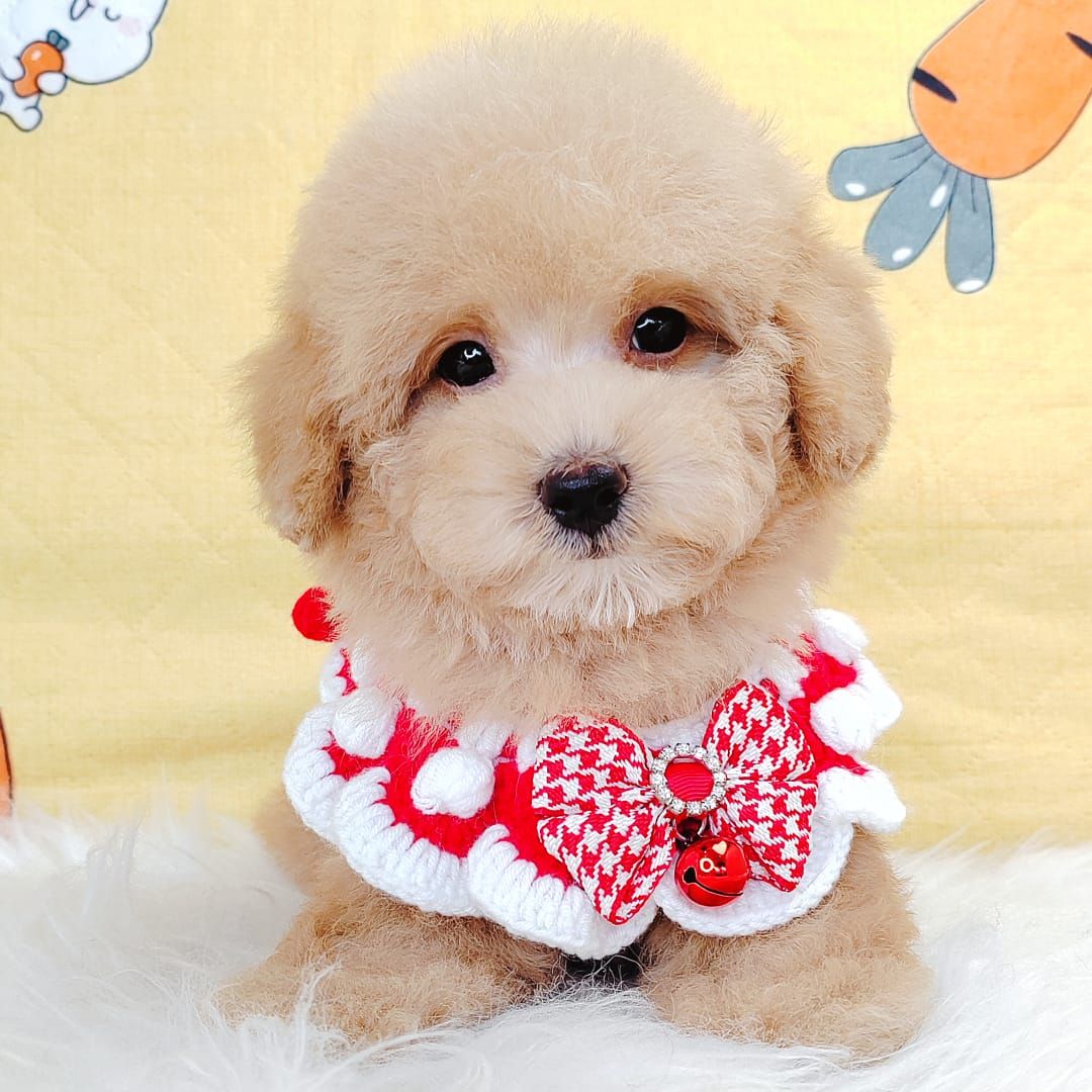 Poodle 娉拌开璐靛