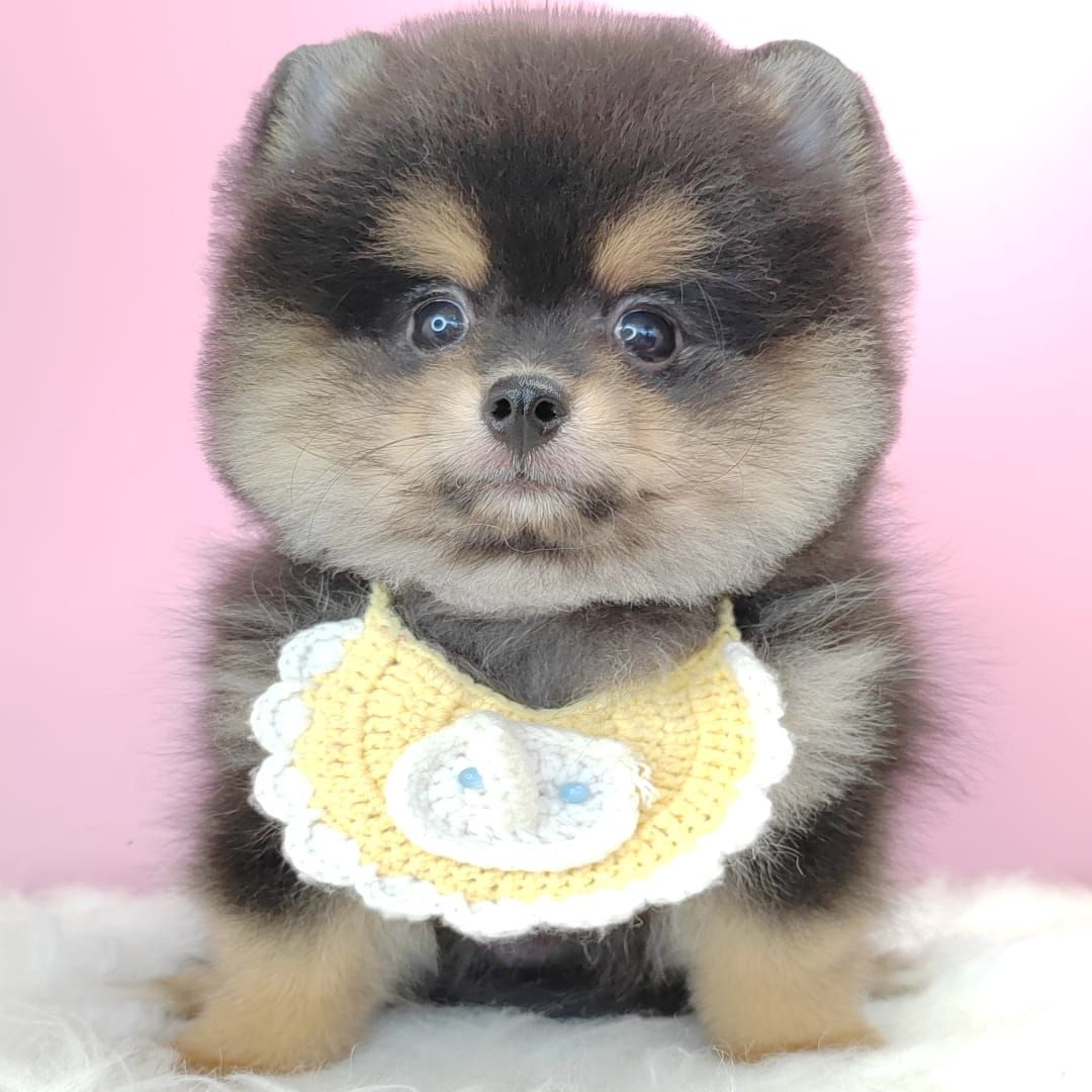 Pomeranian 博美