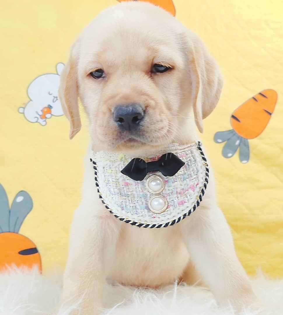 Labrador Retriever 拉布拉多