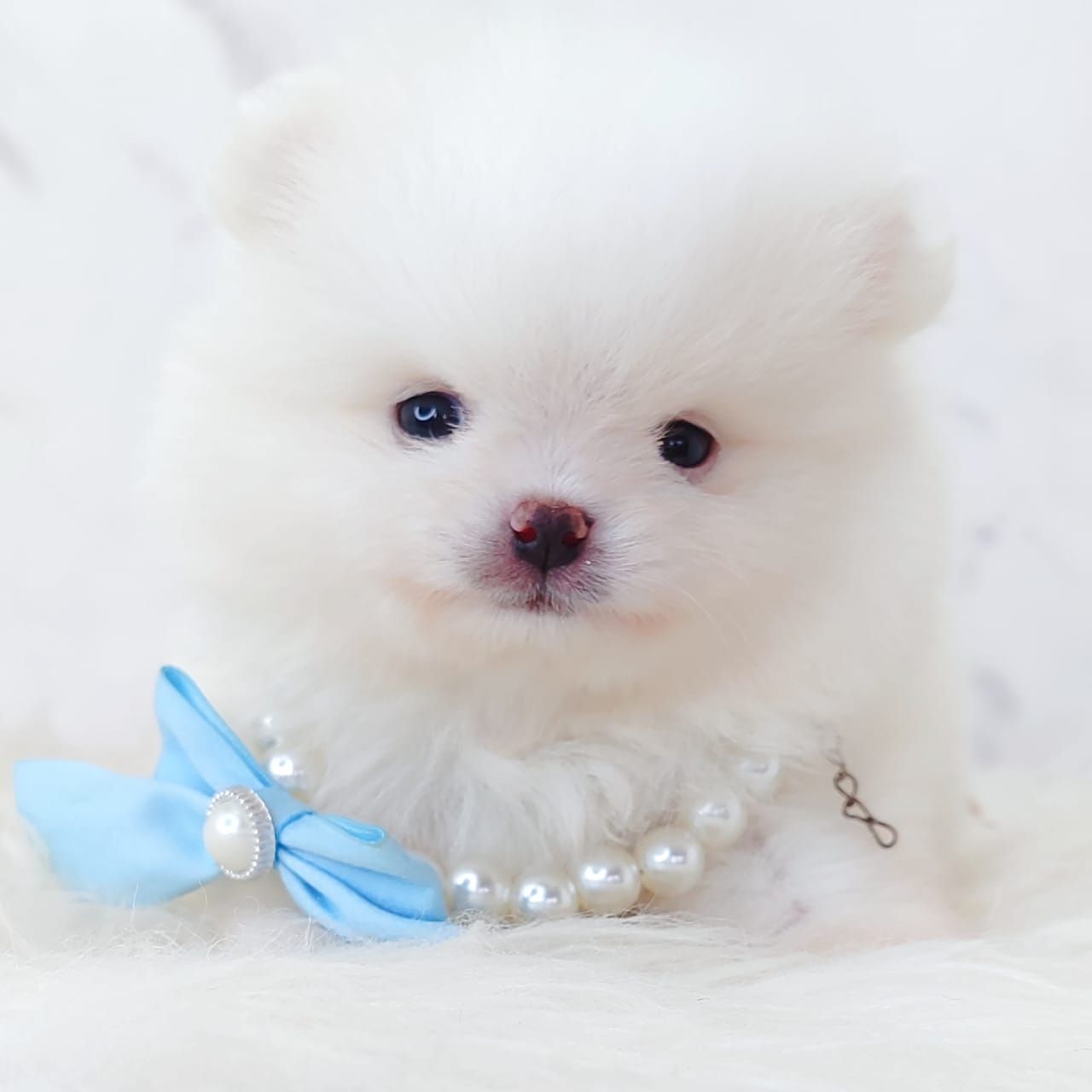 Pomeranian 博美