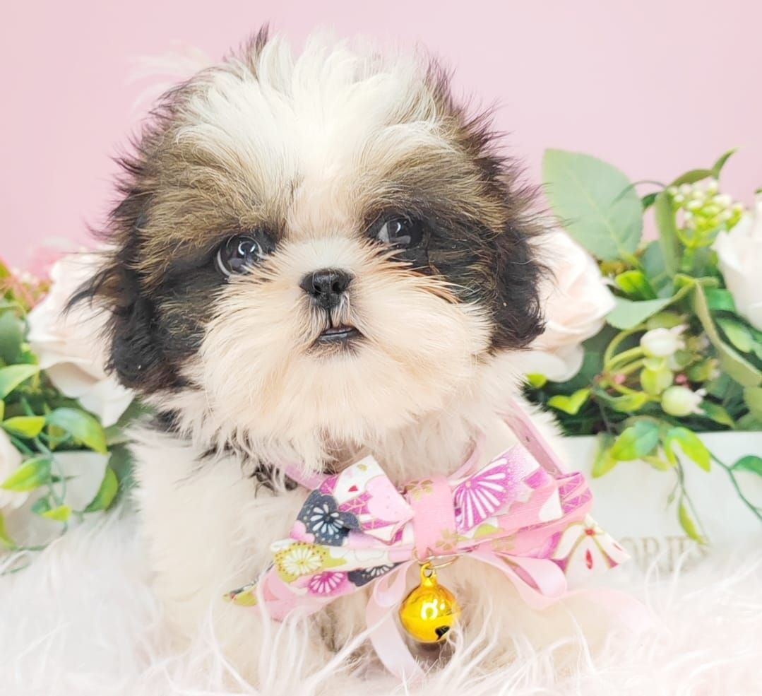 Shih Tzu 西施