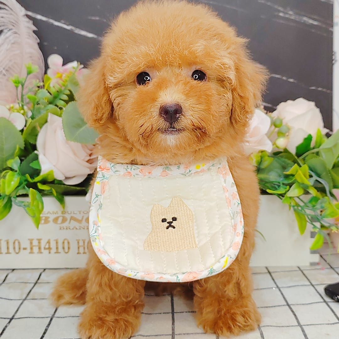 Poodle 娉拌开璐靛