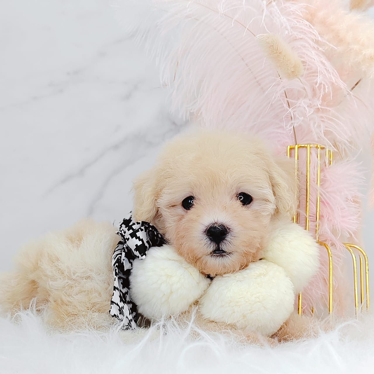 Poodle 娉拌开璐靛