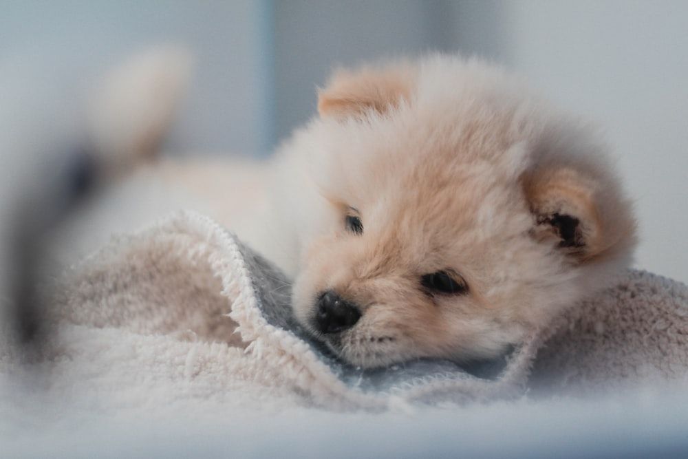 Chow Chow 松狮犬