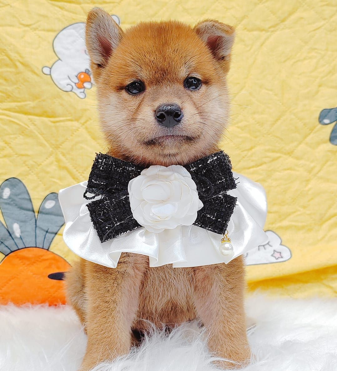Shiba Inu 柴犬