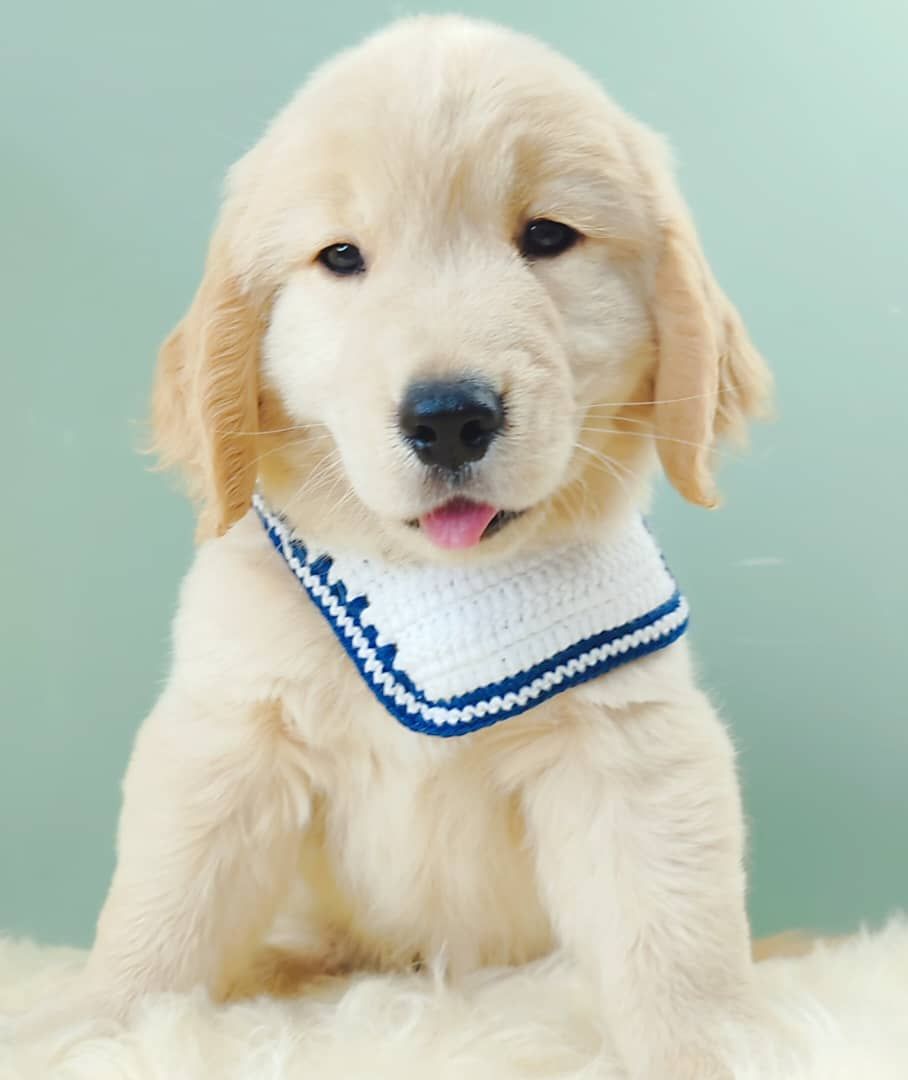 Golden Retriever 黄金猎犬