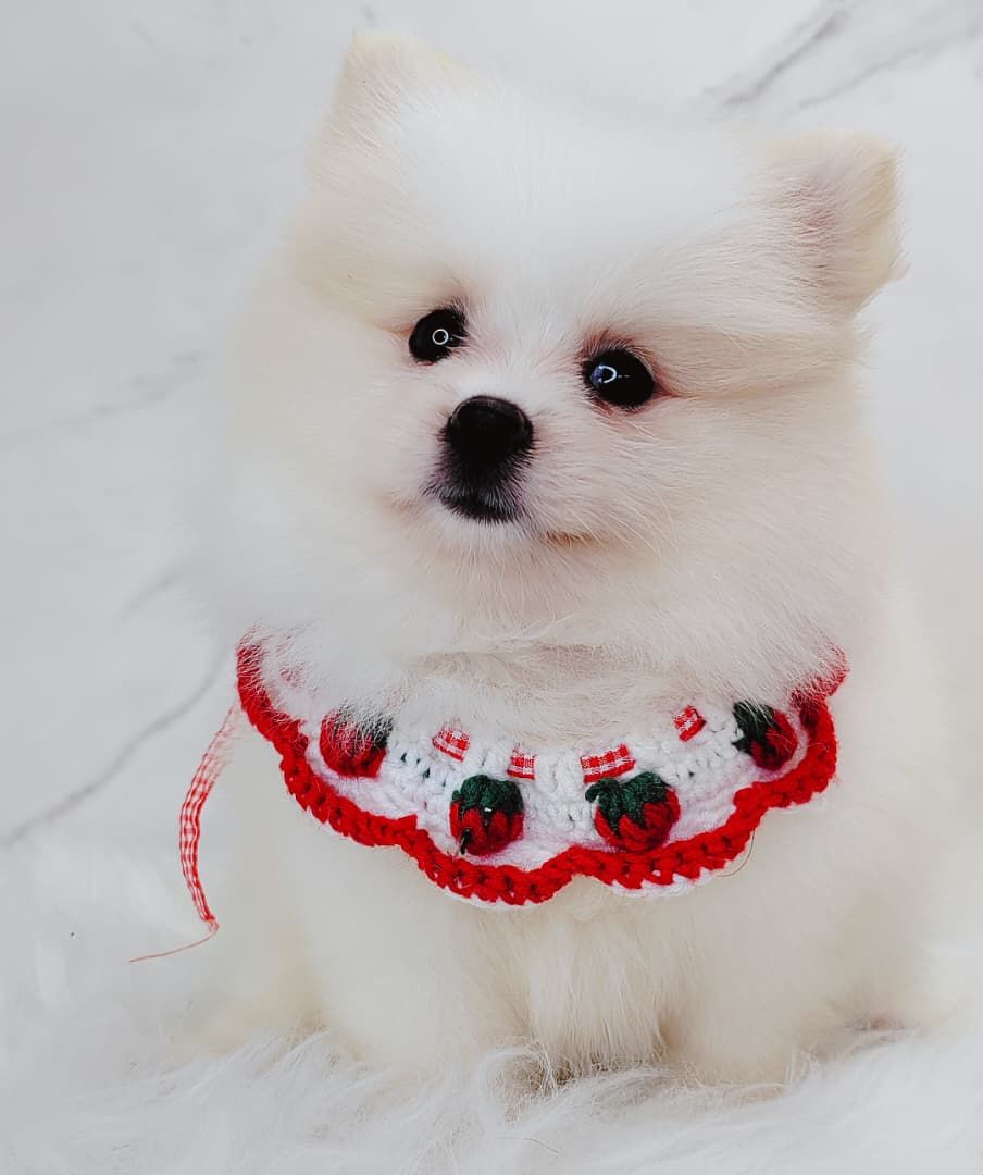 Pomeranian 博美