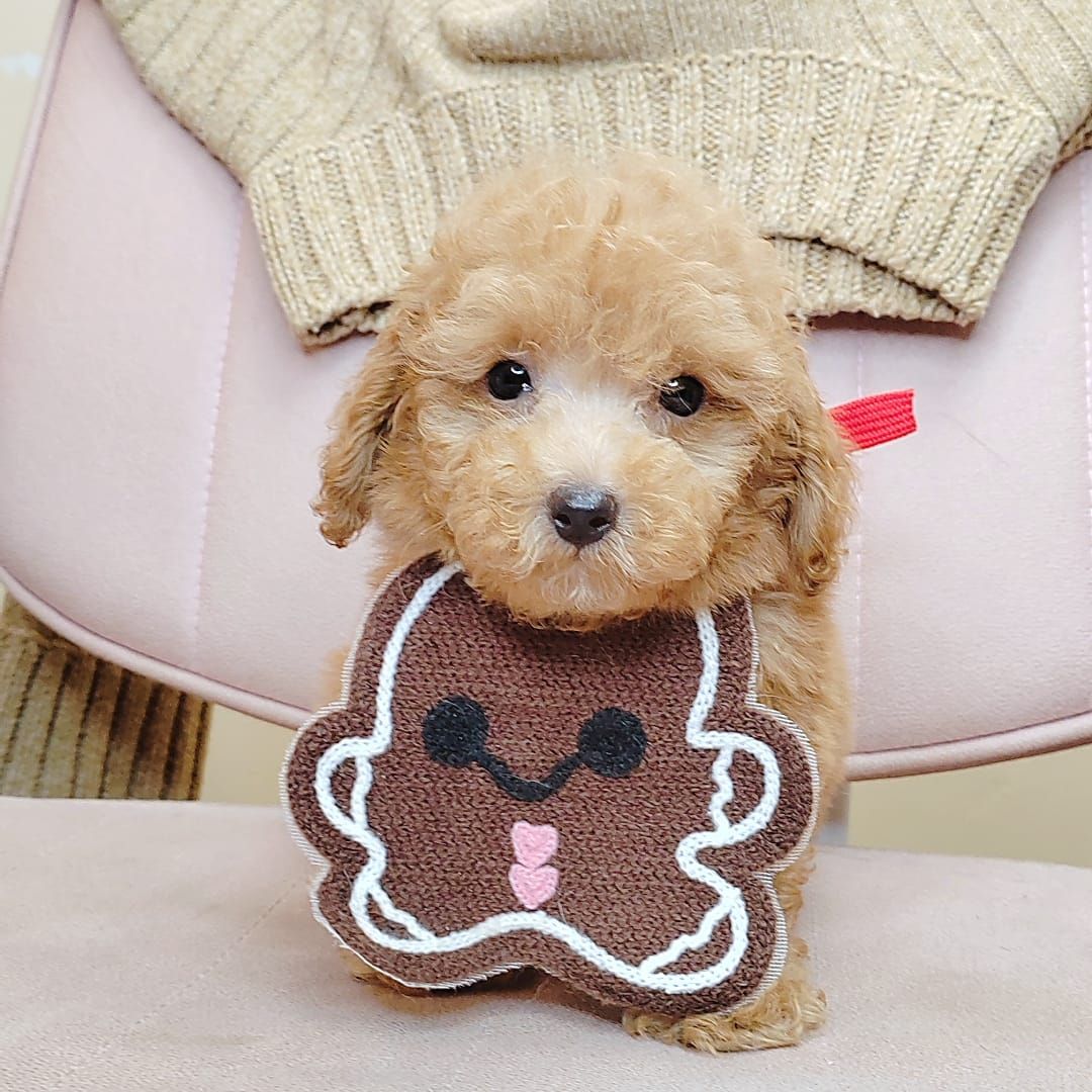 Poodle 娉拌开璐靛