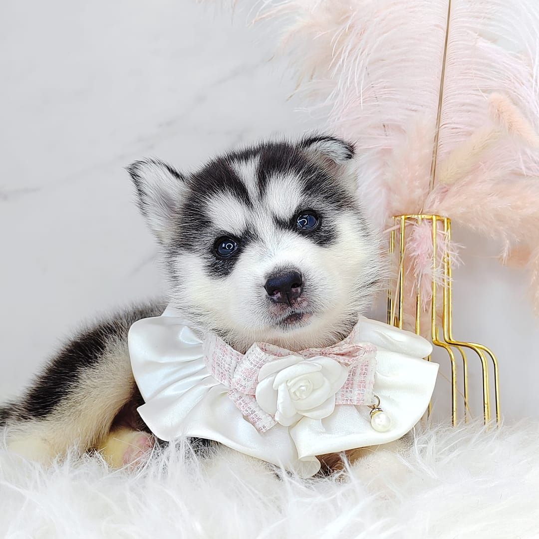 Wooly Husky 哈士奇