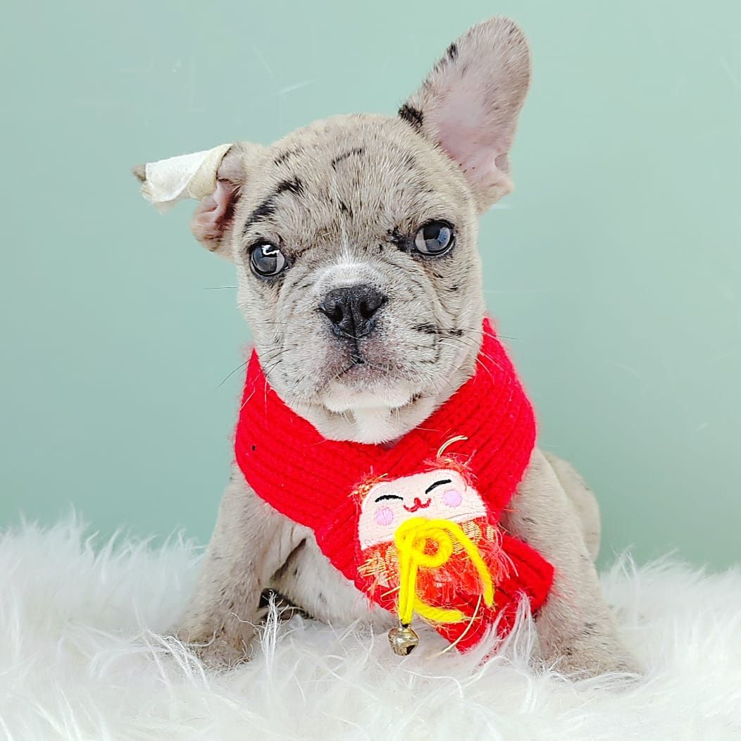 French Bulldog 法斗