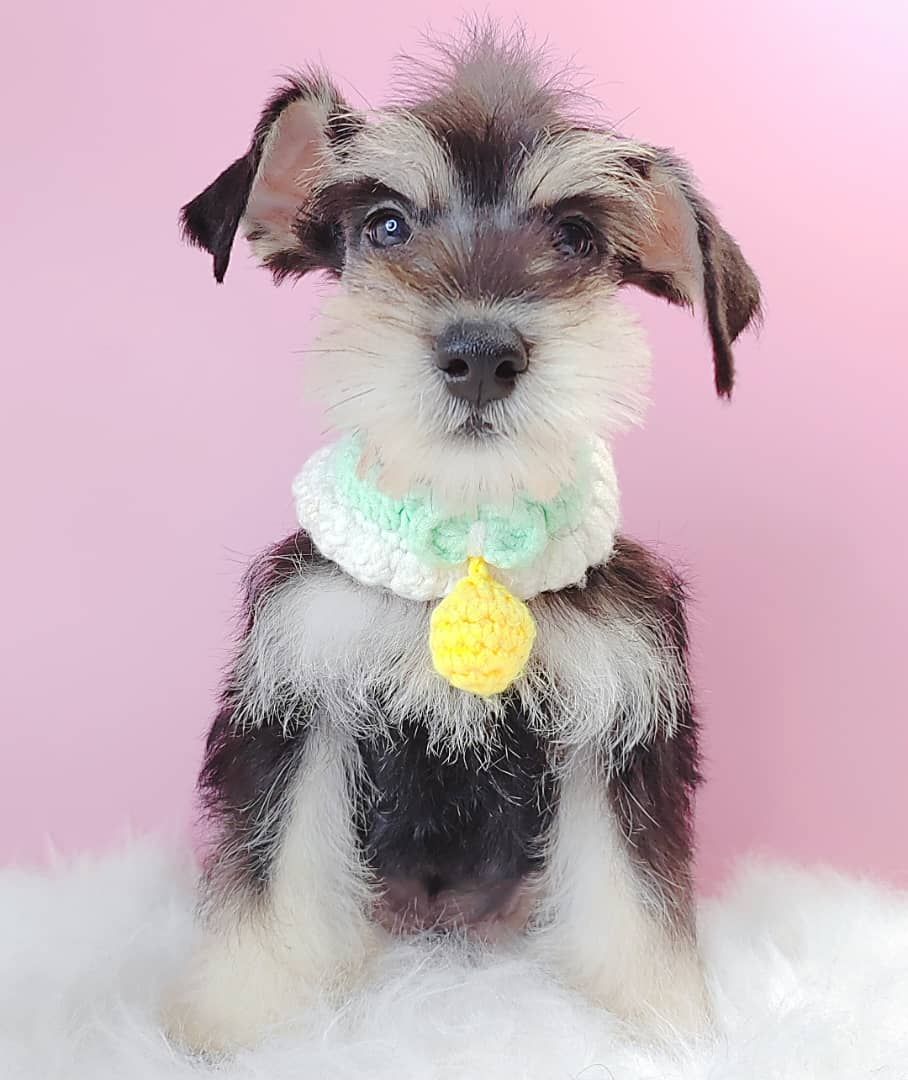 Schnauzer 雪纳瑞