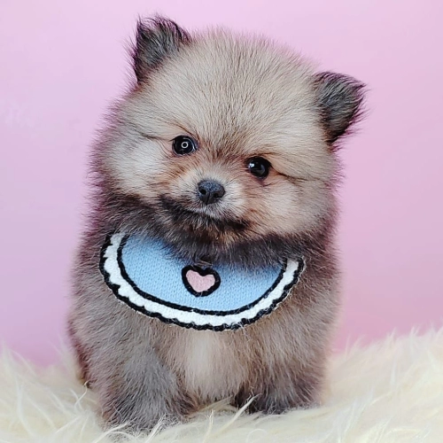 Pomeranian 博美